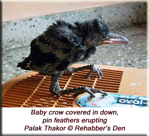 Baby crow covered in down, pin feathers erupting